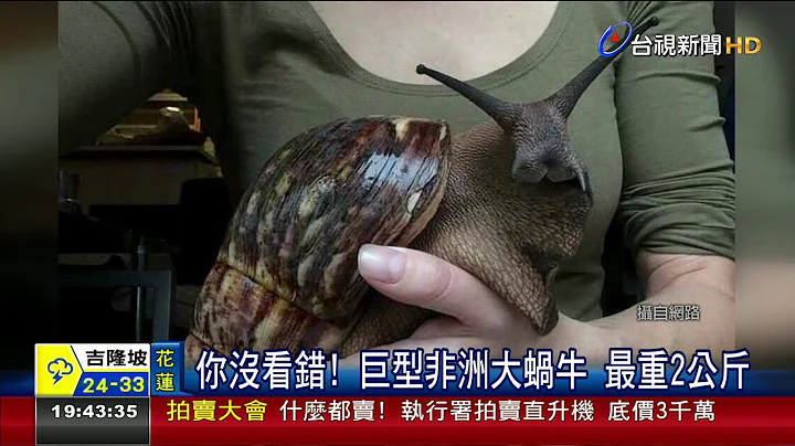 你沒看錯!巨型非洲大蝸牛最重2公斤 - 天天要聞