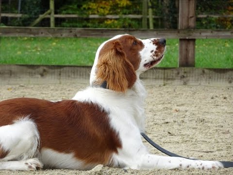 فيديو: Welsh Springer Spaniel Dog Breed هيبوالرجينيك ، الصحة والحياة