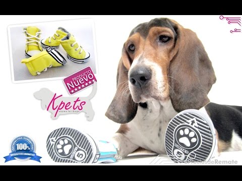 converse para perros