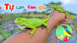 Thử Nuôi Hút Mật Sinh Sản Và Kế Hoạch Tự Làm Cám Cho Chim / Quế Nghịch