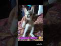 Dancing Kitty 😺 #cat #kitten #kitty #cute #funny #vet #pets