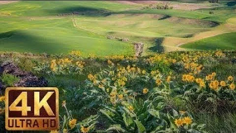 4K Ultra HD Yellow Flowers   Spring Flowers at Steptoe Butte State Park