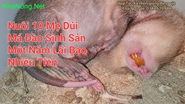 Dúi má đào Mấy Tháng bắt đầu sinh sản. theo chân chuyên gia trao đổi thật lòng.