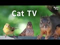 Cat TV 2020: 8 Hours - Birds for Cats to Watch, Relax Your Pets, Beautiful Birds, Squirrels.