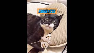 Sind Katzen die besten Freunde der Menschen? #animisme #animal #animals #animalintelligence #tiere