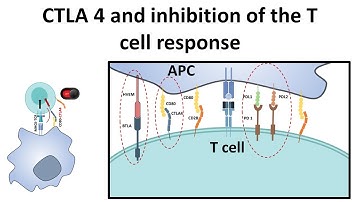 CTLA4 and attenuation of T cell response