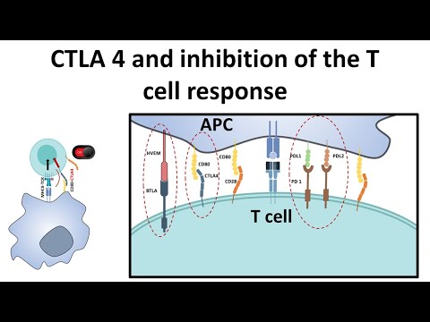 Video: Kombination Von CTLA-4- Und PD-1-Blockern Zur Behandlung Von Krebs