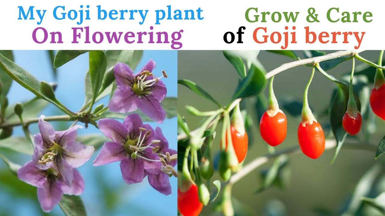 Affordable Wholesale goji berries meaning in urdu For Healthy Munching 