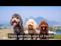 What are the poodle dog breeds size,personality and colors in English with chinese subtitle 2020