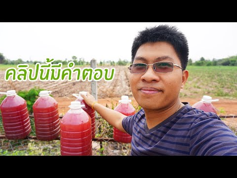 นานแค่ไหนถึงนำไปขยายต่อได้ | จุลินทรีย์สังเคราะห์แสง
