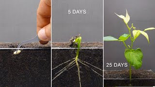 White Bean Growing Time Lapse - 25 Days