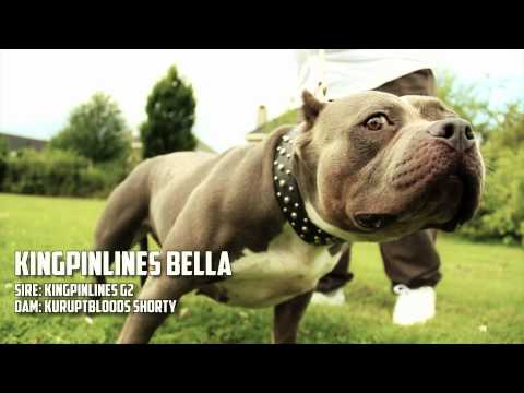 Lucky Luciano's Kennel Promo