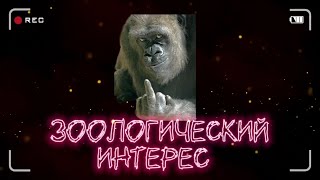 Зоологический интерес