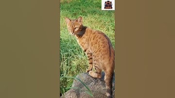 Cats vs Rats: The Epic Hearing Battle!