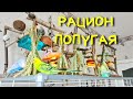 🌾Рацион попугая: чем кормить вашего попугайчика? Подробно о питании #попугай