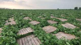 Еліт Снеіл Равликове поле