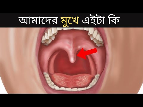 ভিডিও: আলজিবা কোন ধরনের তারা?