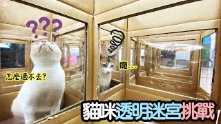 【貓日常】貓咪透明迷宮挑戰可以成功通過嗎?/Cat invisible maze challengeNyoNyoTV妞妞TV]