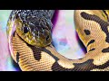 SNAKE CANNABALISM!! CRIBO SNAKE EATS A BALL PYTHON!! | BRIAN BARCZYK