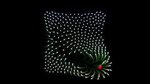 Creative Coding: A Repulsive Particle System