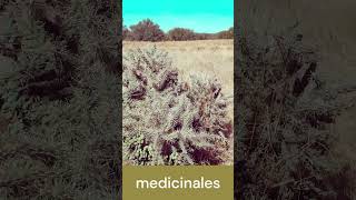 Choya: ¡Salta Y Ataca Áridos