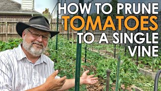 How to Prune Tomatoes to a Single Vine || Black Gumbo