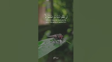 ياأيها الناس ضرب مثل فاستمعوا له [ سورة الحج: 73 - 74 ] القارئ ياسر الدوسري