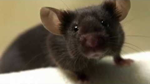 S3 S tronic vs S3 Manual