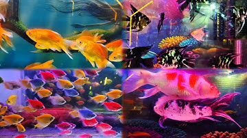 Do not fear failure but rather fear not trying#aquarium #fish #shorts #viral #video 