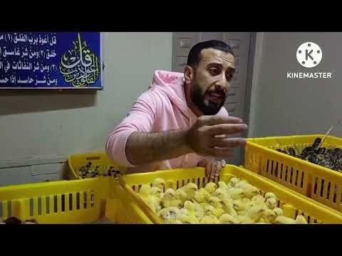 الكتكوت الأبيض ببلاش حرفيا اسعار الكتاكيت والبط اليوم في معمل البرماوى 7 15