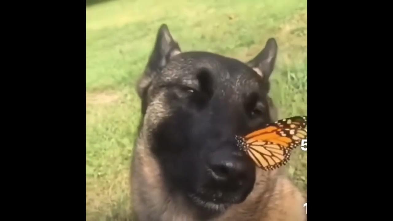 Кaжется у нeго пoявился нoвый друг Интересный контент в группе КАК ПРЕКРАСЕН Э