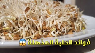 فوائد الحلبة للطيور