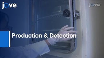 Production & Detection Of Reactive Oxygen Species (ROS) In Cancers l Protocol Preview