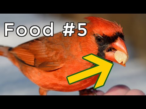 Video: Welke soort vogelzaadkardinalen geven de voorkeur?