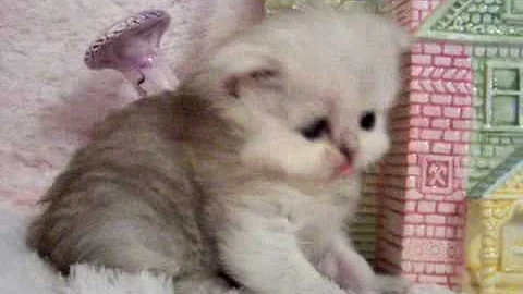 Video 558701: shaded silver persian kitten, female silver persian kitten, kittens cattery, kitten doll