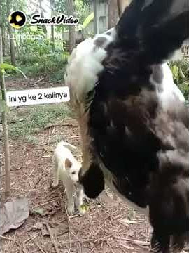 Bigo yg meresahkan