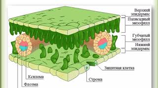 Вегетативные органы растений. Лист. Анатомия листа