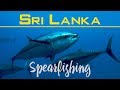 Sri Lanka Spearfishing Подводная охота на Шри-ланке