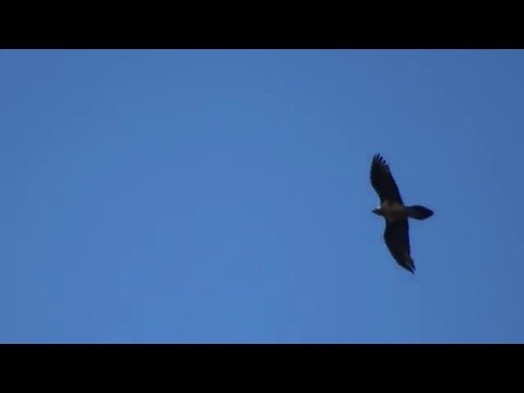 BEARDED VULTURE/ QUEBRANTAHUESOS/