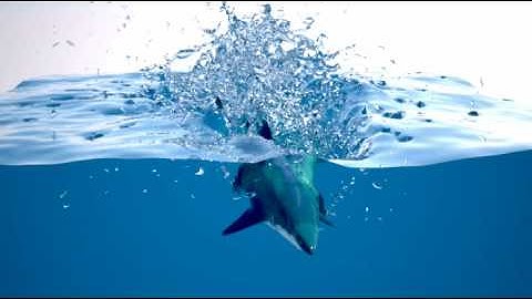 Realflow Shark simulation