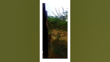 jcb 3DX vs big Tree🌳bulldozer cutting trees