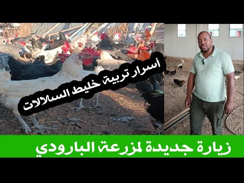 زيارة جديدة لمزرعة البارودي خليط السلالات مستجدات المزرعة واسرار أخرى تهم التربية