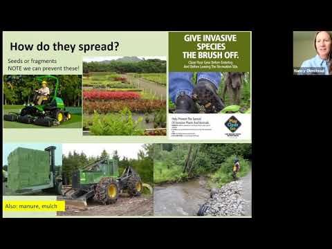 Video: Invasiv plantevejledning - Information om invasiv plantevækst
