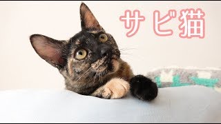 かわいいサビ猫のアップ！