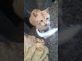 Aysa الشرغوس لوزة يااا عيسسسسسسى Cat