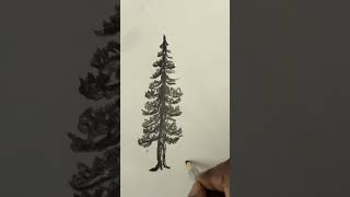 How Do You Draw A Realistic Pine Tree #shorts #youtubeshorts #drawing #art #artist #pencildrawing