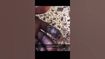 ام جنيب 