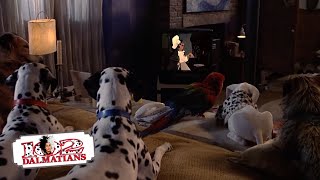 Date Night, Lady & The Tramp | (3/15) Movie Scenes | 102 Dalmatians (2000) HD
