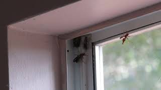 vinyl siding windows soffit vents Wasp Nest Yellow Jackets Bee Hives inside the walls and attic. Net Worth