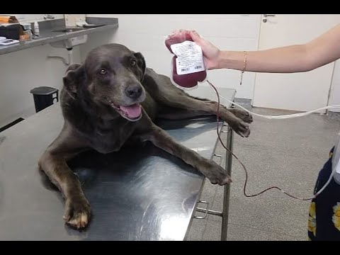 Vídeo: Os humanos podem doar sangue para animais?